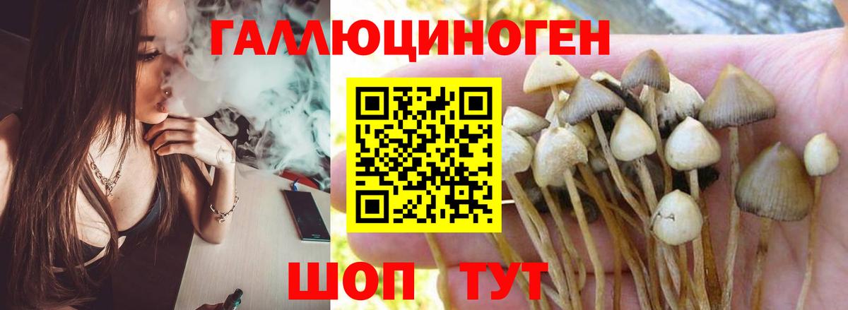 Новодвинск  Псилоцибиновые грибы Psilocybe  Вход с VPN  Псилоцибиновые грибы мицелий 